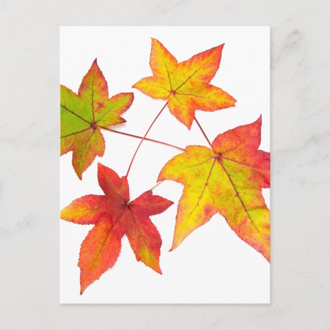 Red yellow and green autumn leaves postcard (Front)