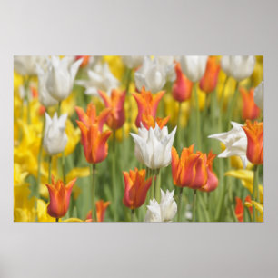 red, yellow and white tulips in the field poster