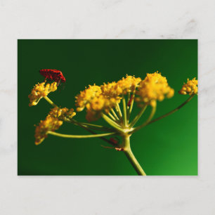 Red - Yellow - Green Postcard