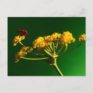 Red - Yellow - Green Postcard