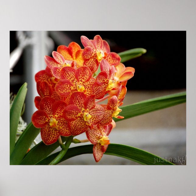 red yellow orchid print (Front)