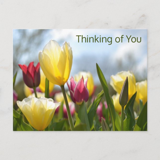 Red, Yellow & Pink Tulips Thinking of You Holiday Postcard (Front)