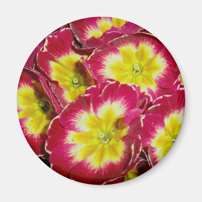 Red Yellow Primrose Magnet (Front)