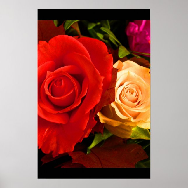 Red Yellow Rose III Poster (Front)