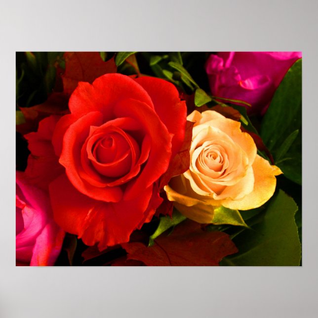 Red Yellow Rose Poster (Front)