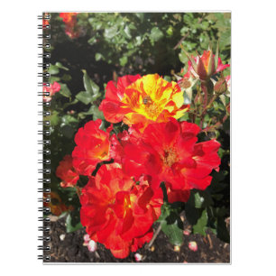 Red & Yellow Roses, Portland, Oregon Notebook