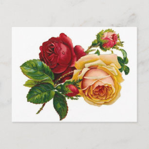 Red & Yellow Roses Postcard