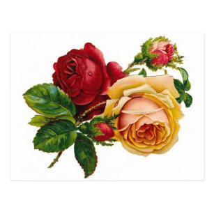 Red & Yellow Roses Postcard