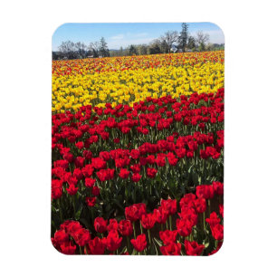 Red & Yellow Tulip Field Magnet