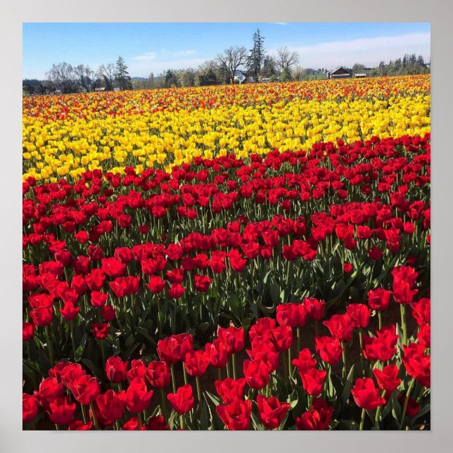 Red & Yellow Tulip Field Poster (Front)