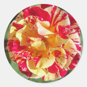 Red & Yellow Variegated Rose Stickers