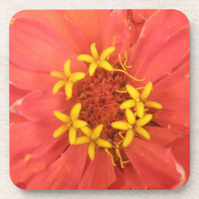 Red Zinnia Macro Cork Coaster (Front)