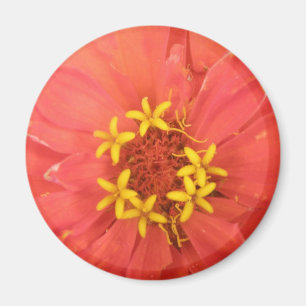 Red Zinnia Macro Magnet