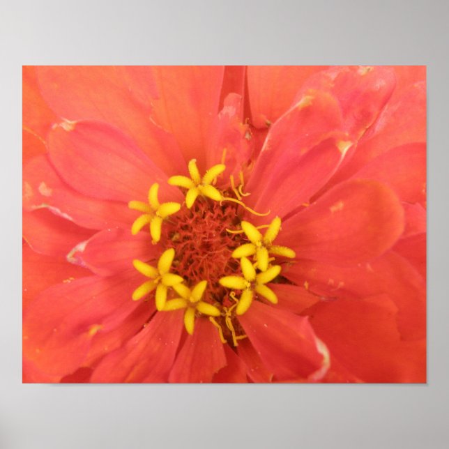 Red Zinnia Macro Print (Front)