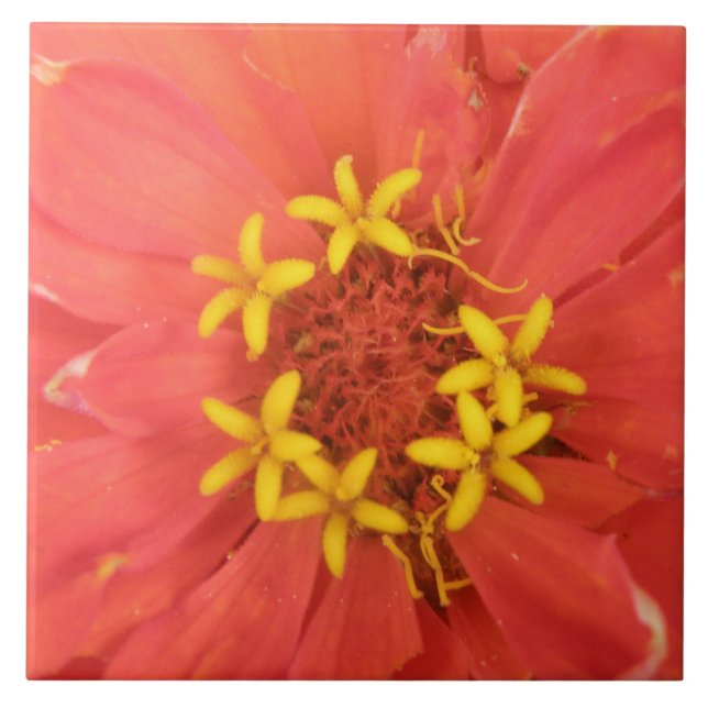 Red Zinnia Macro Tile (Front)