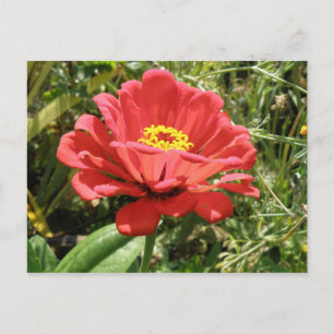 Red Zinnia Postcard