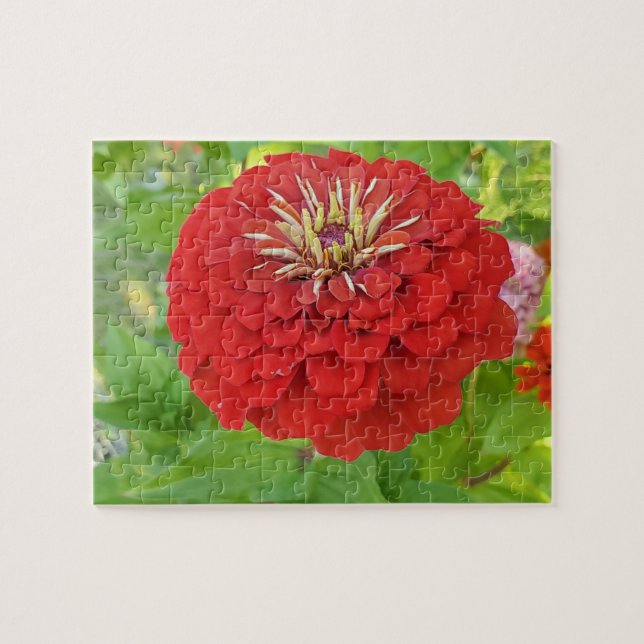 Red Zinnia puzzle (Horizontal)