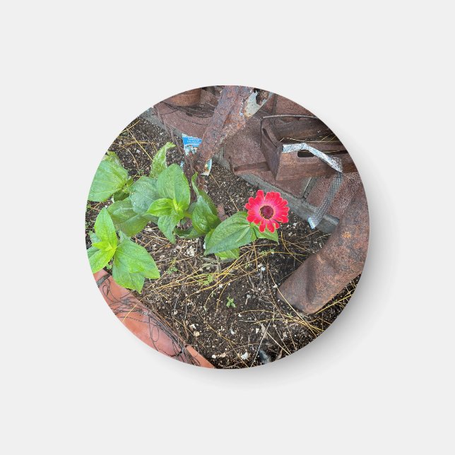 Red Zinnia with Rusty Objects Magnet (Front)