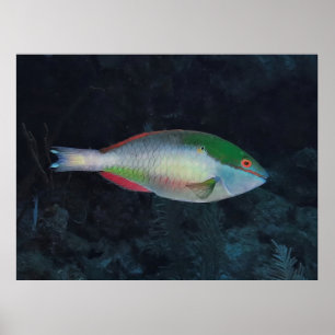 Redband Parrotfish Poster