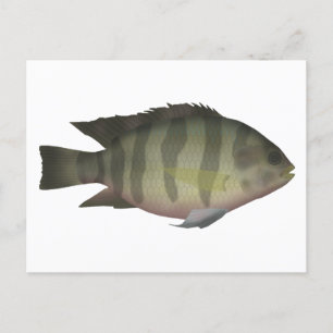 Redbelly Tilapia Postcard