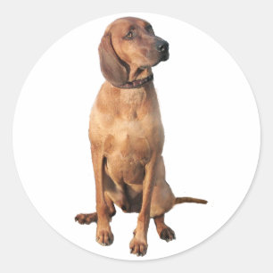 Redbone Coon Hound (A) Classic Round Sticker