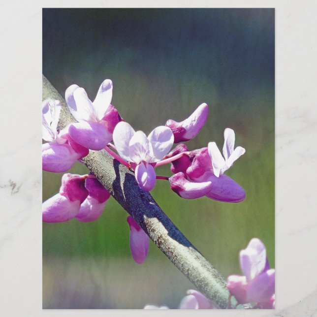 RedBud (Front)
