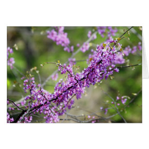 Redbud