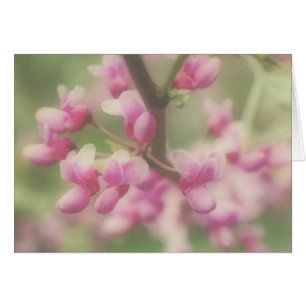 Redbud Blossoms Note Card