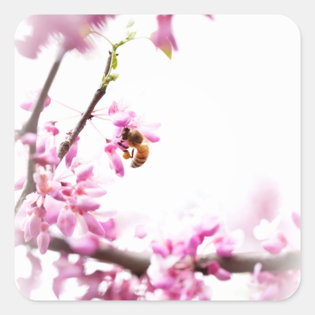Redbud & honeybee in Springtime Square Sticker (Front)