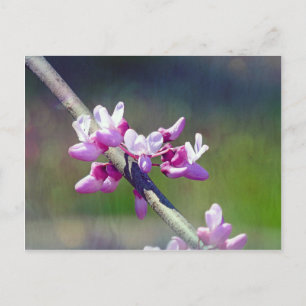 RedBud Postcard