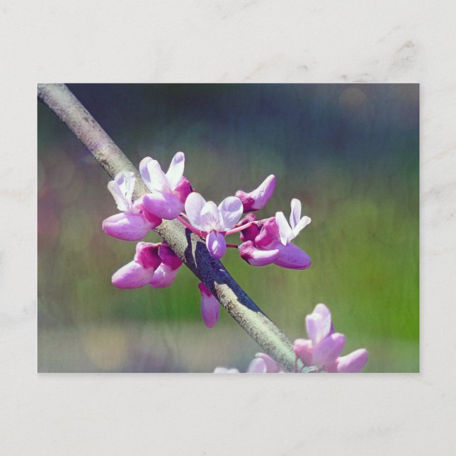 RedBud Postcard (Front)