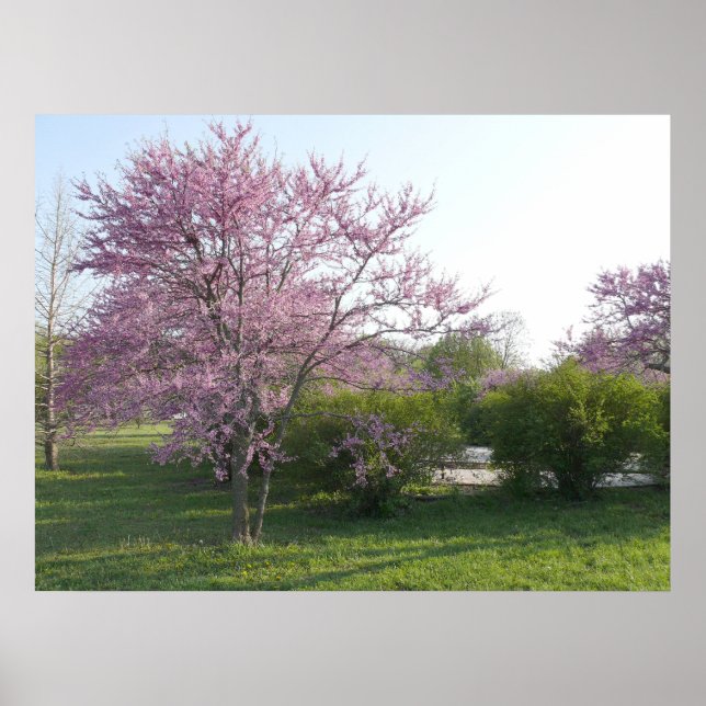 Redbud Tree - El Dorado Lake Kansas Poster (Front)