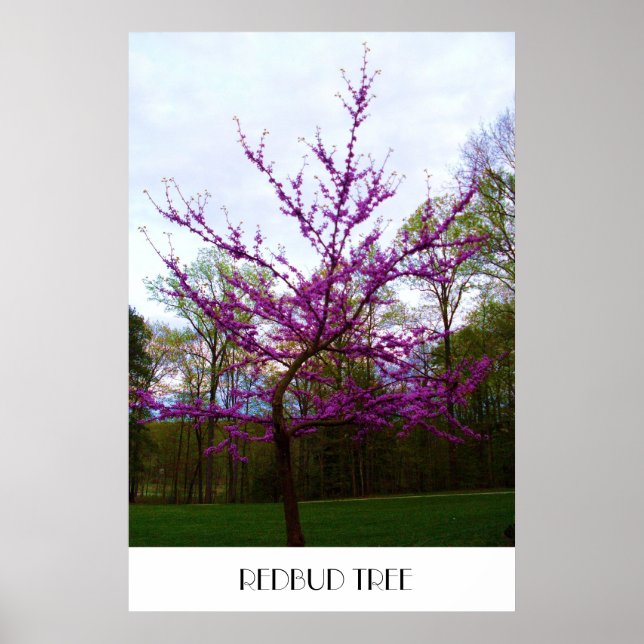REDBUD TREE poster (Front)