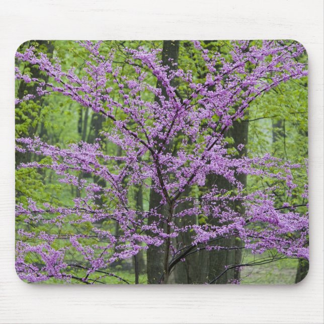 Redbud trees in full spring bloom near Defiance Mouse Pad (Front)