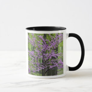 Redbud trees in full spring bloom near Defiance Mug