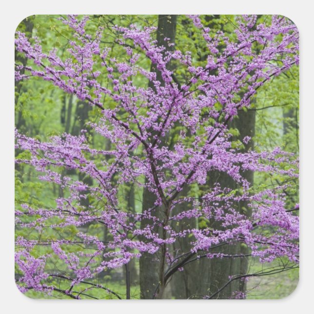 Redbud trees in full spring bloom near Defiance Square Sticker (Front)