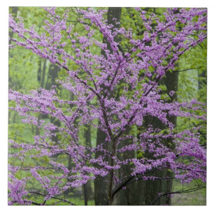 Redbud trees in full spring bloom near Defiance Tile