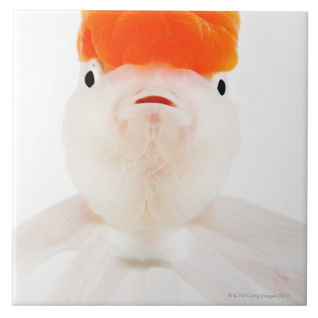 Redcap lionhead goldfish (Carassius auratus) Tile (Front)