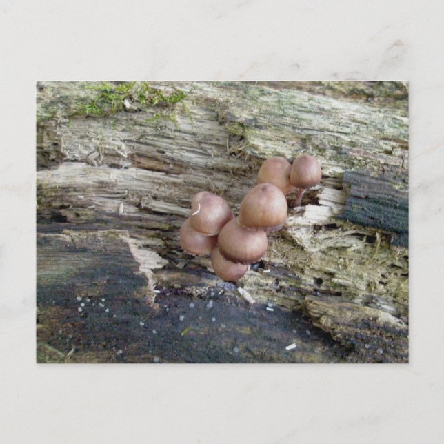 Reddish Brown Babies on Log Postcard (Front)