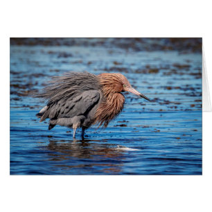 Reddish Egret on North Beach
