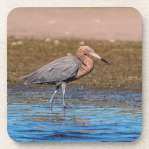 Reddish Egret on North Beach Coaster
