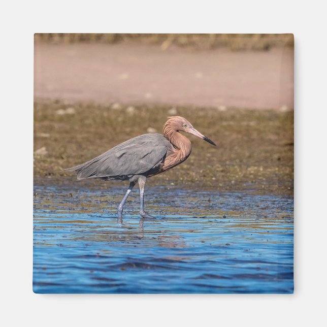 Reddish Egret on North Beach Magnet (Front)