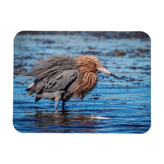 Reddish Egret on North Beach Magnet (Horizontal)