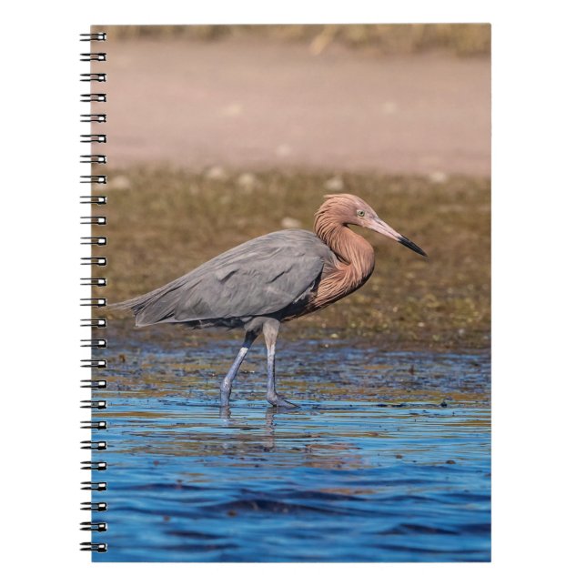Reddish Egret on North Beach Notebook (Front)