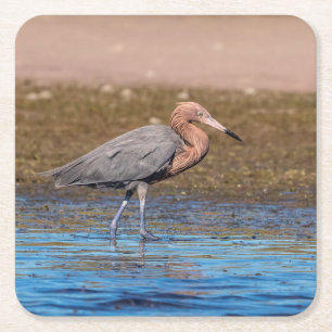 Reddish Egret on North Beach Square Paper Coaster