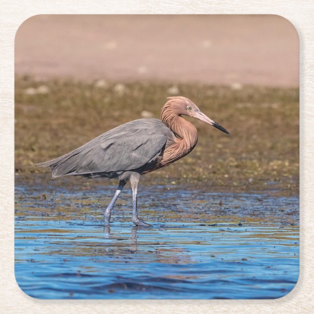 Reddish Egret on North Beach Square Paper Coaster (Front)