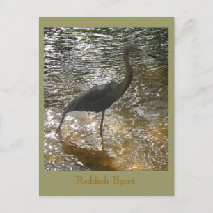 Reddish Egret Postcard