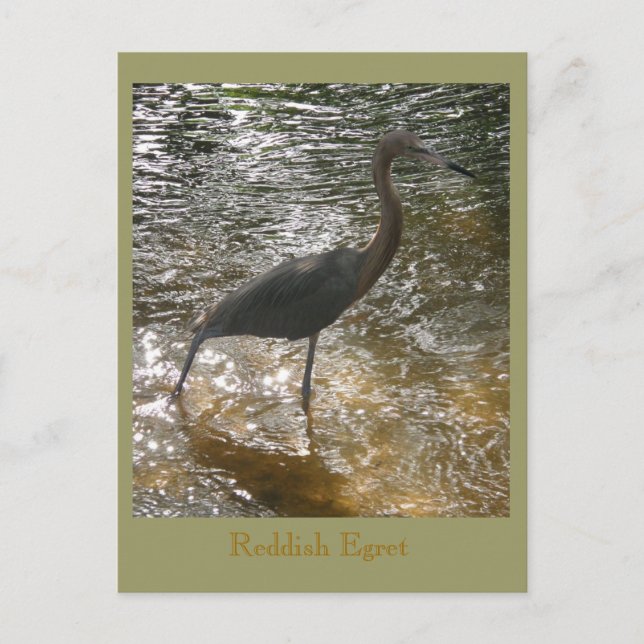 Reddish Egret Postcard (Front)