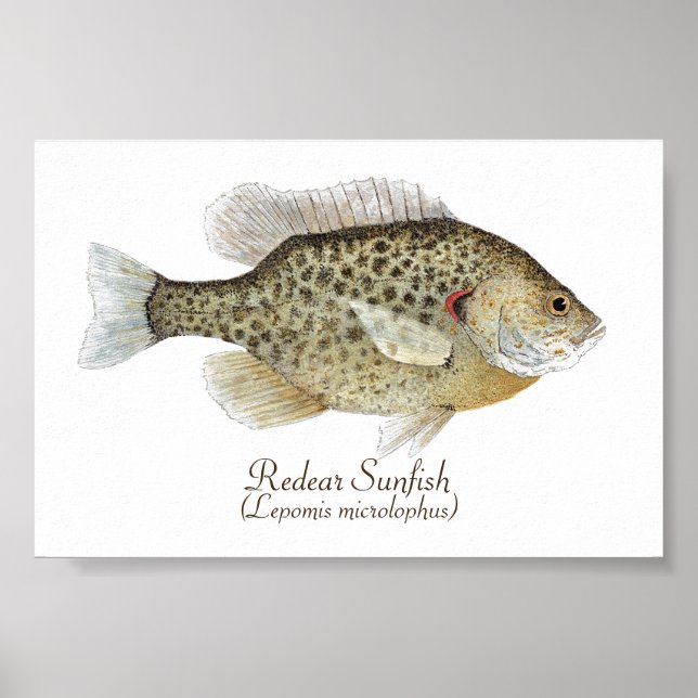 Redear Sunfish Art Poster (Front)