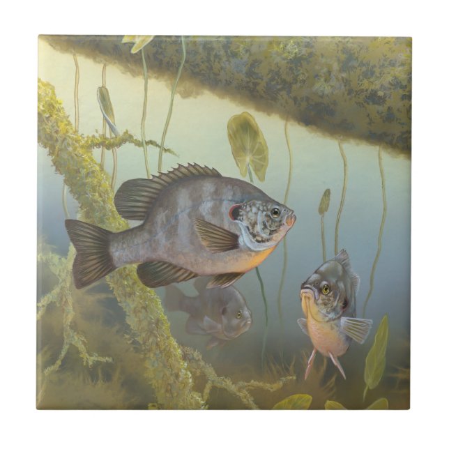 Redear Sunfish  Ceramic Tile (Front)